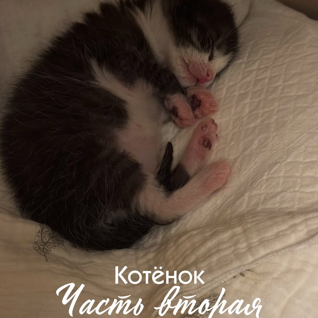 Рилс @_annabelka