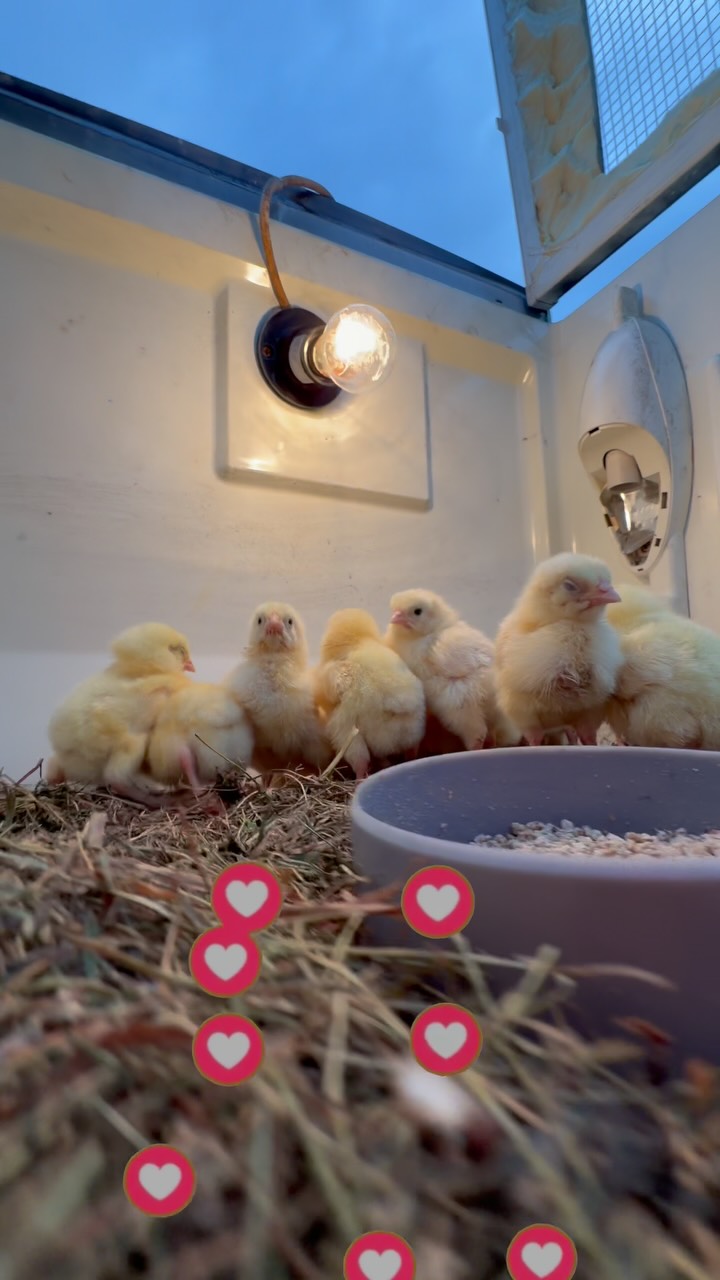 Рилс @sanya_na_dache_food