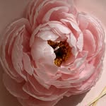 magnolia.candlesss