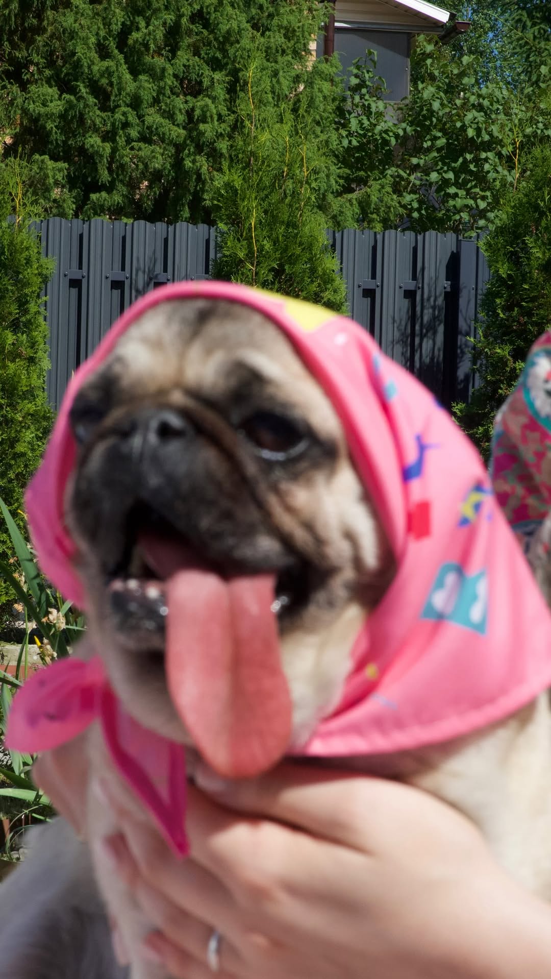 Рилс @hoootdogs