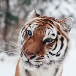 elena_with_tigers
