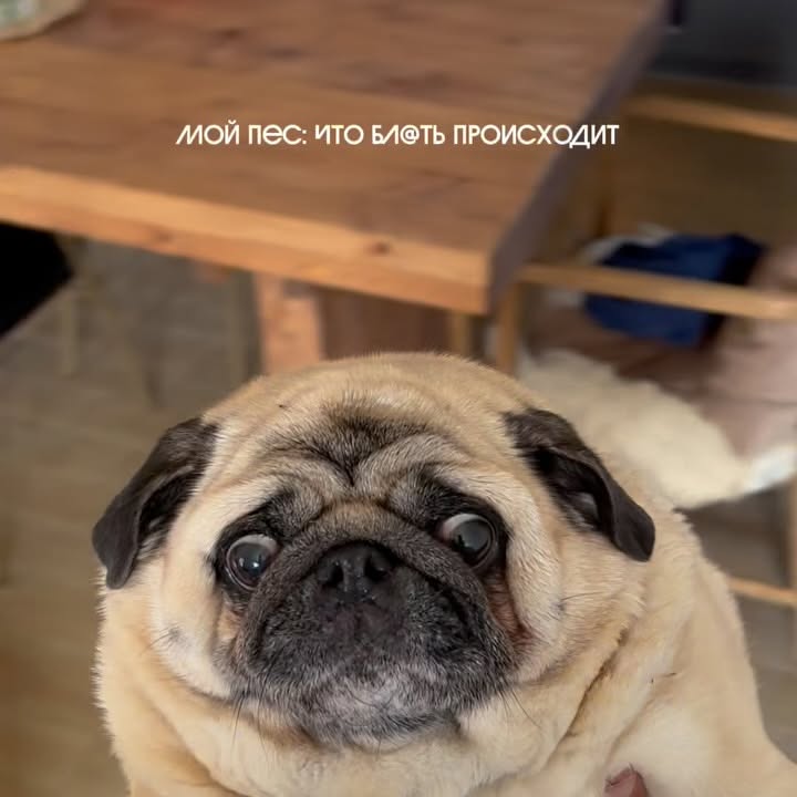 Рилс @pug_leonid