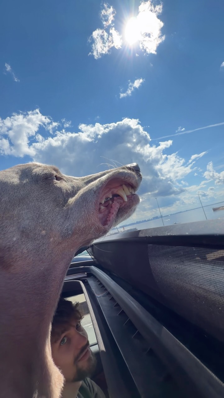 Рилс @hoootdogs