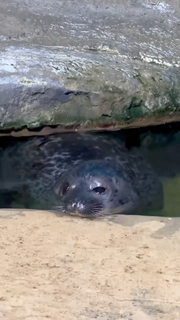 Рилс @crocuscity_oceanarium