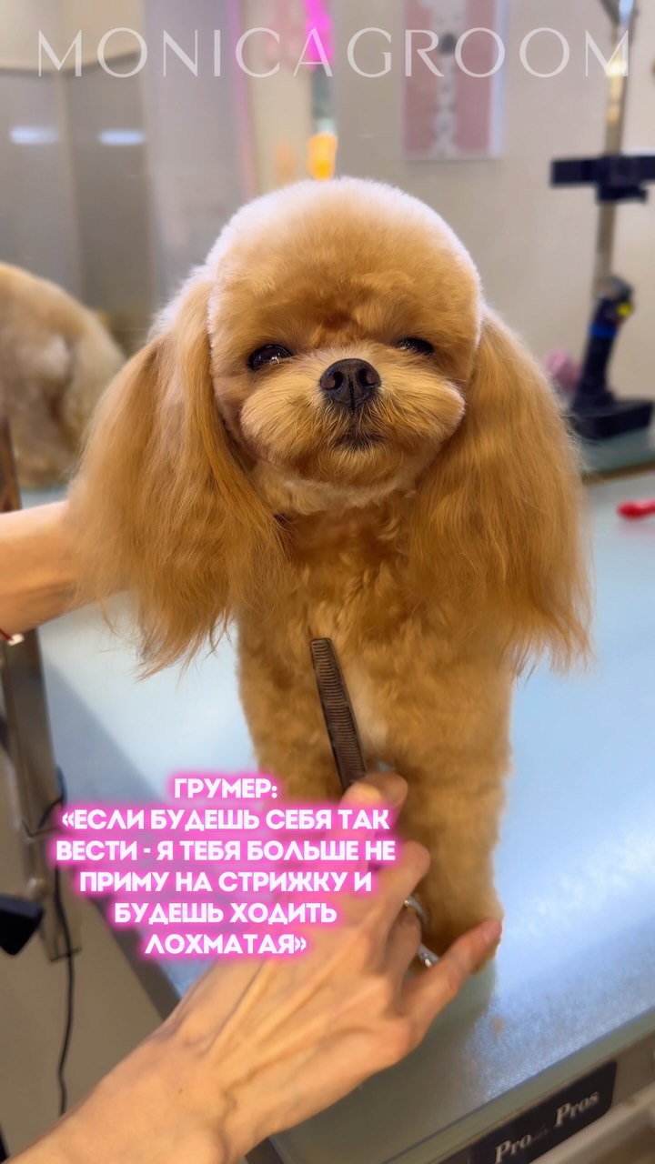 Рилс @monicagroom