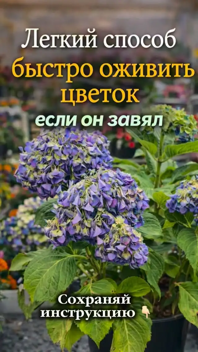 Рилс @dolinaroz05