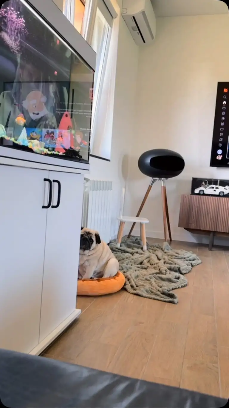 Рилс @pug_leonid