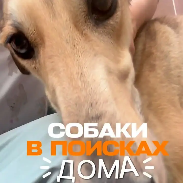 Рилс @shelter_tails