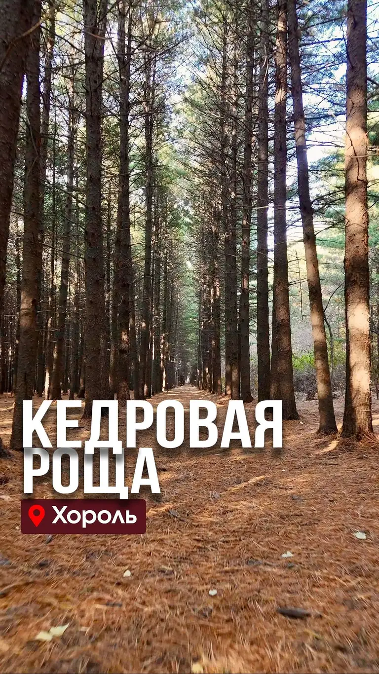 Рилс @prim_places