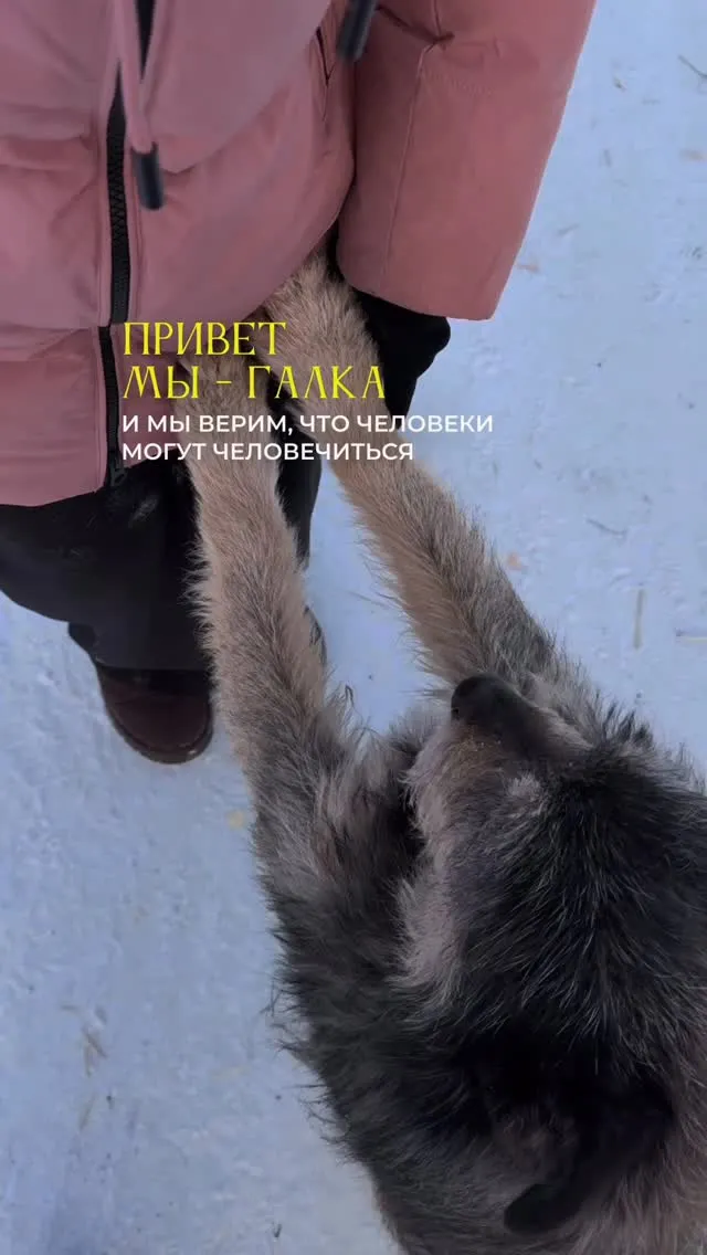 Рилс @galka__mag