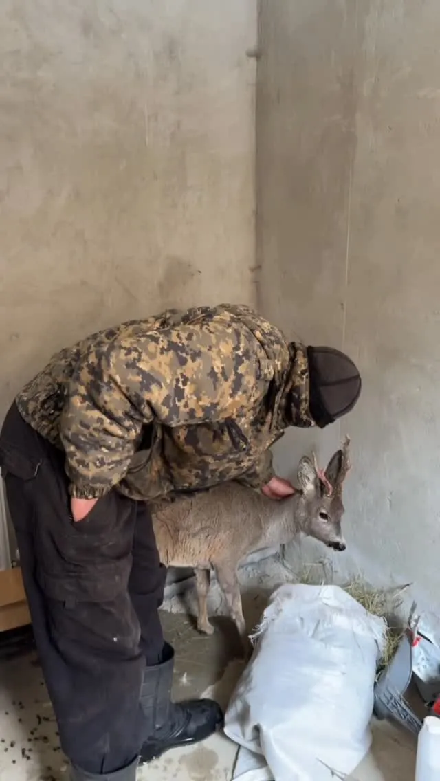 Рилс @porogneba