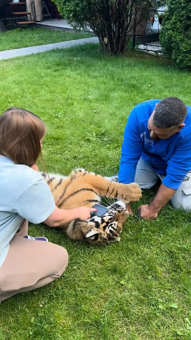 Рилс @elena_with_tigers