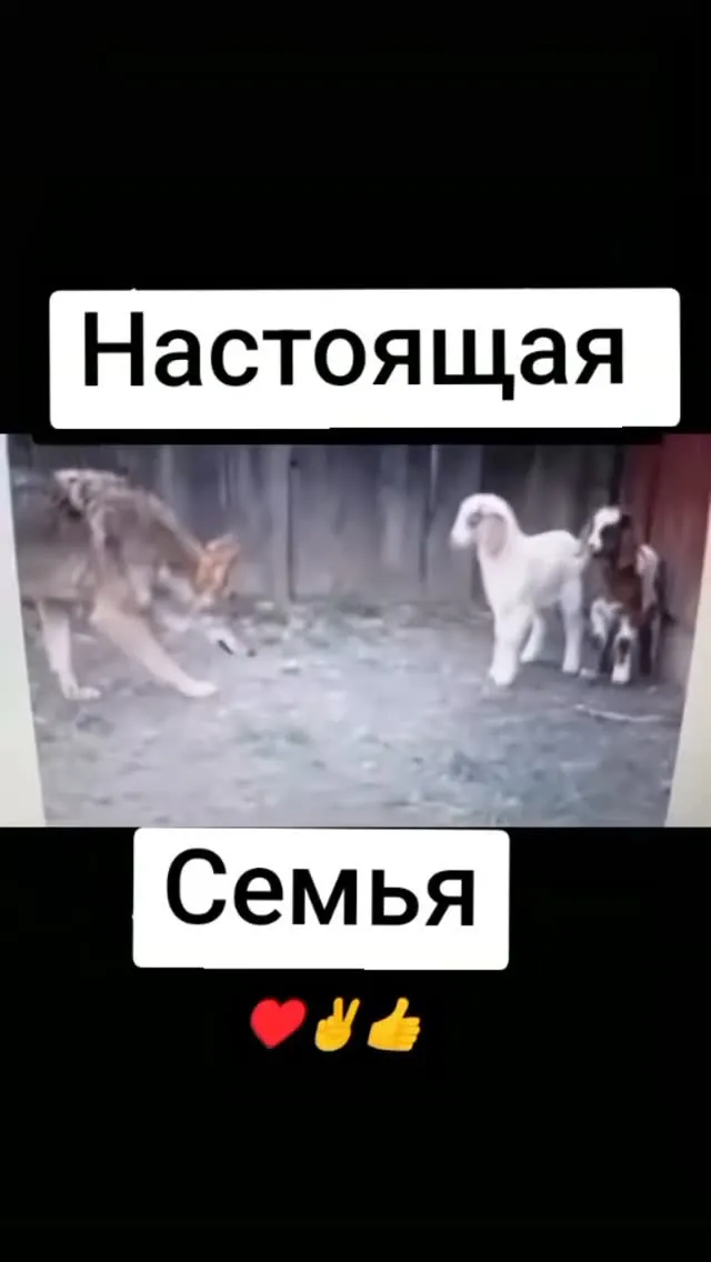 Рилс @stanis_laves