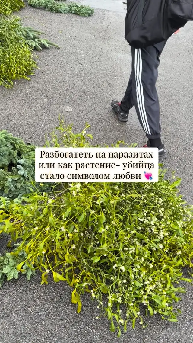 Рилс @beautyshell