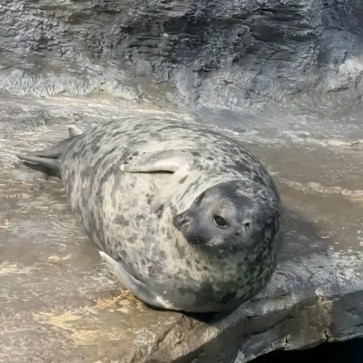 Рилс @crocuscity_oceanarium