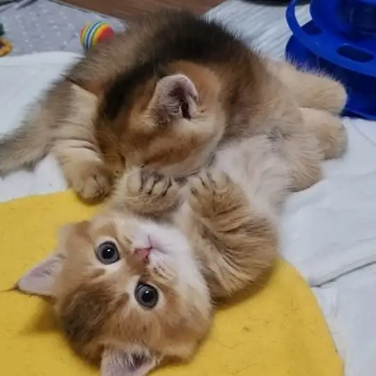 Рилс @munchkin_mikki