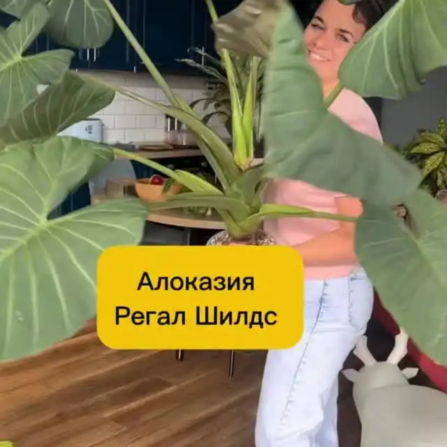 Рилс @irina_alekseeva_fito
